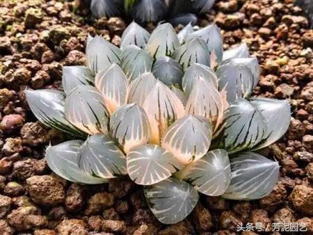 冰燈玉露怎么施肥，10萬(wàn)以上的冰燈玉露?