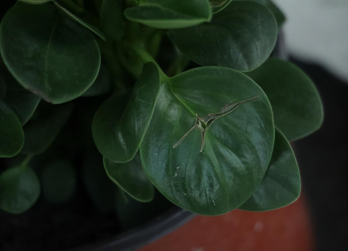 豆瓣綠怎么扦插，豆瓣綠10月份可以扦插嗎?