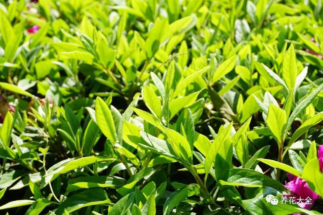 怎么讓杜鵑花開(kāi)花，開(kāi)花前用什么肥，什么肥能讓花卉快速生長(cháng)?