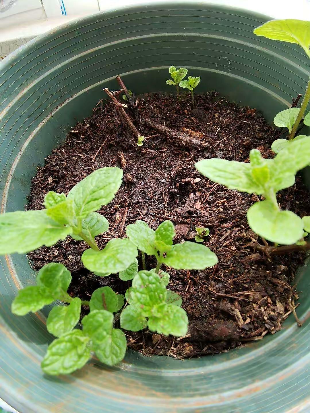 薄荷施什么肥，薄荷施肥時(shí)的兩大注意，盆栽薄荷施什么肥?