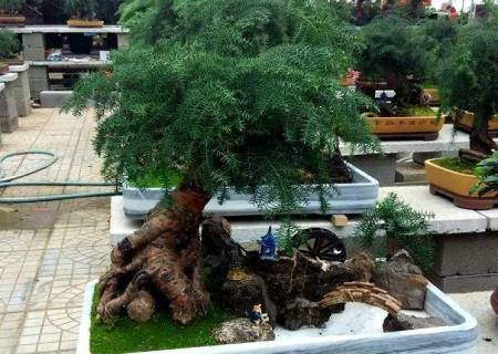 澳洲杉的繁殖方法，澳洲杉怎么扦插視頻?