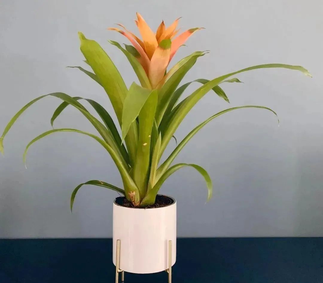 鴻運當頭怎么養長(cháng)得快，如何進(jìn)行繁殖，鴻運當頭花怎么養繁殖?