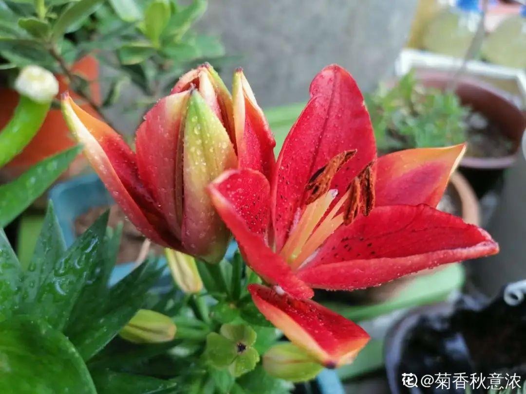 落地生根怎么澆水，落地生根盆栽怎么養?