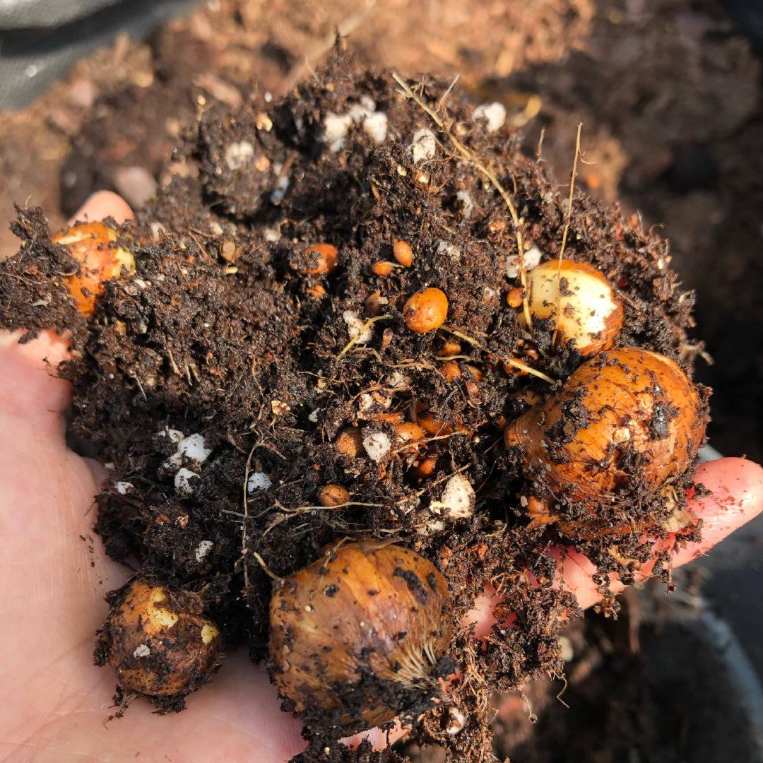 唐菖蒲(劍蘭)怎么施肥，水養劍蘭是否要剝掉葉子?