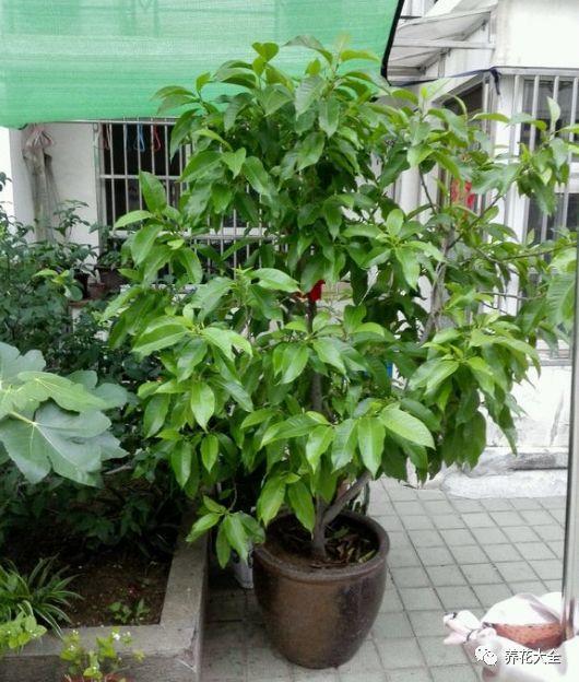 白蘭花什么時(shí)候開(kāi)花，地栽白蘭花過(guò)冬?