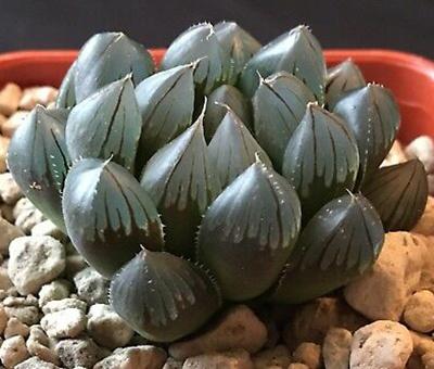 冰燈玉露怎么施肥，冰燈玉露怎么爆盆?