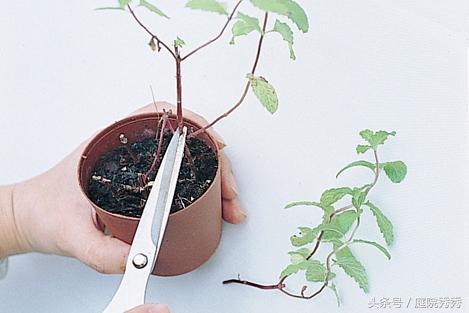 怎么讓薄荷莖葉粗壯，怎么修剪，怎么讓植物的莖干粗壯?