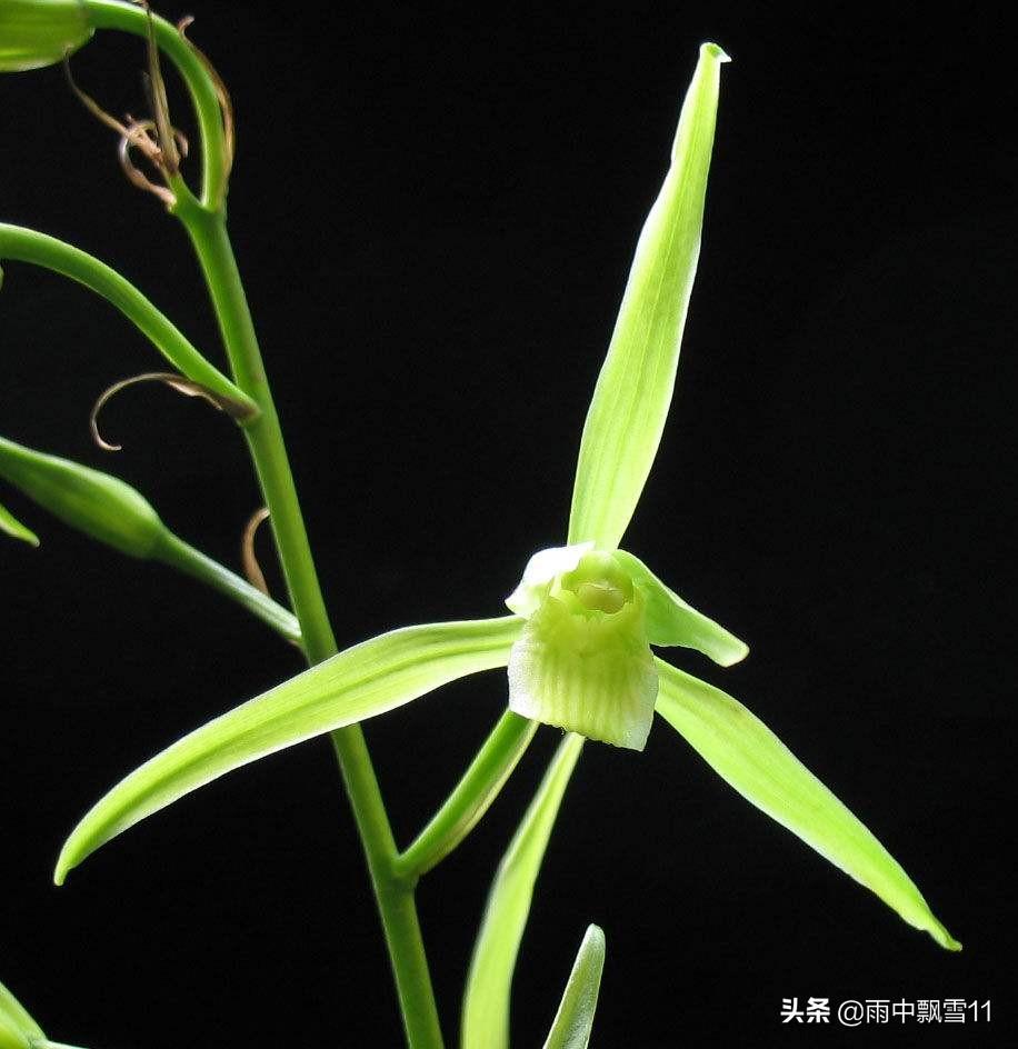 寒蘭怎么繁殖，繁殖的意思?