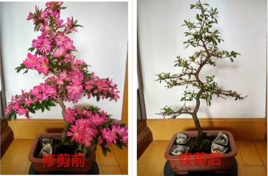 長(cháng)壽花花謝后如何修剪，怎么處理，杜鵑花花謝后怎樣修剪?