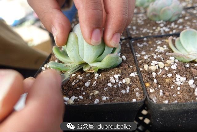 多肉白鳥(niǎo)怎么施肥，白鳥(niǎo)多肉爆盆?