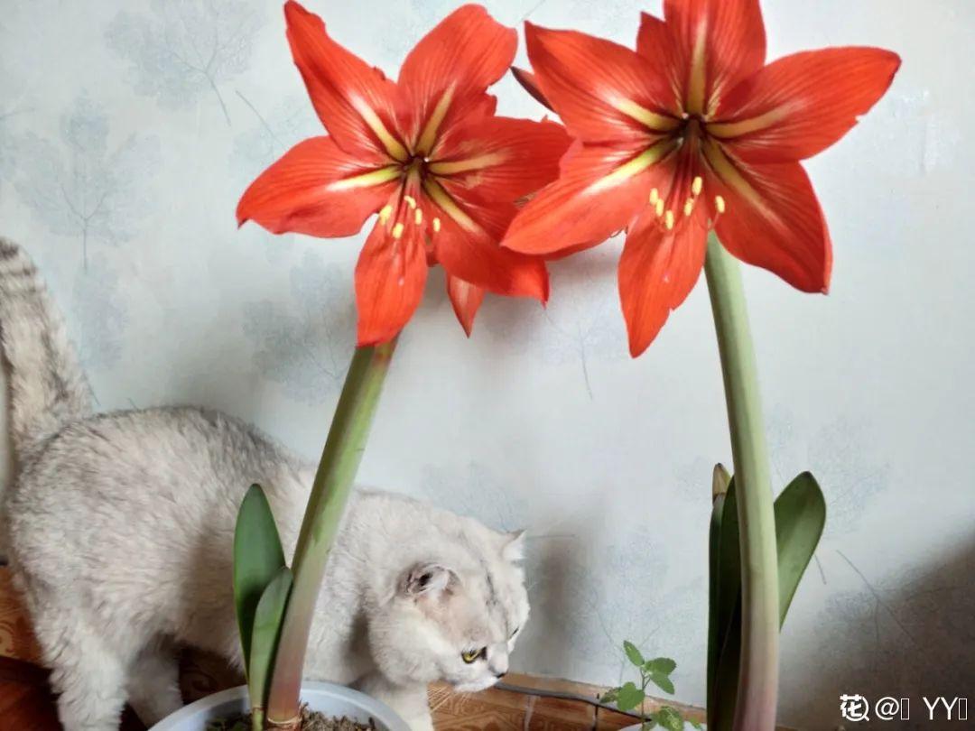 落地生根怎么澆水，落地生根盆栽怎么養?