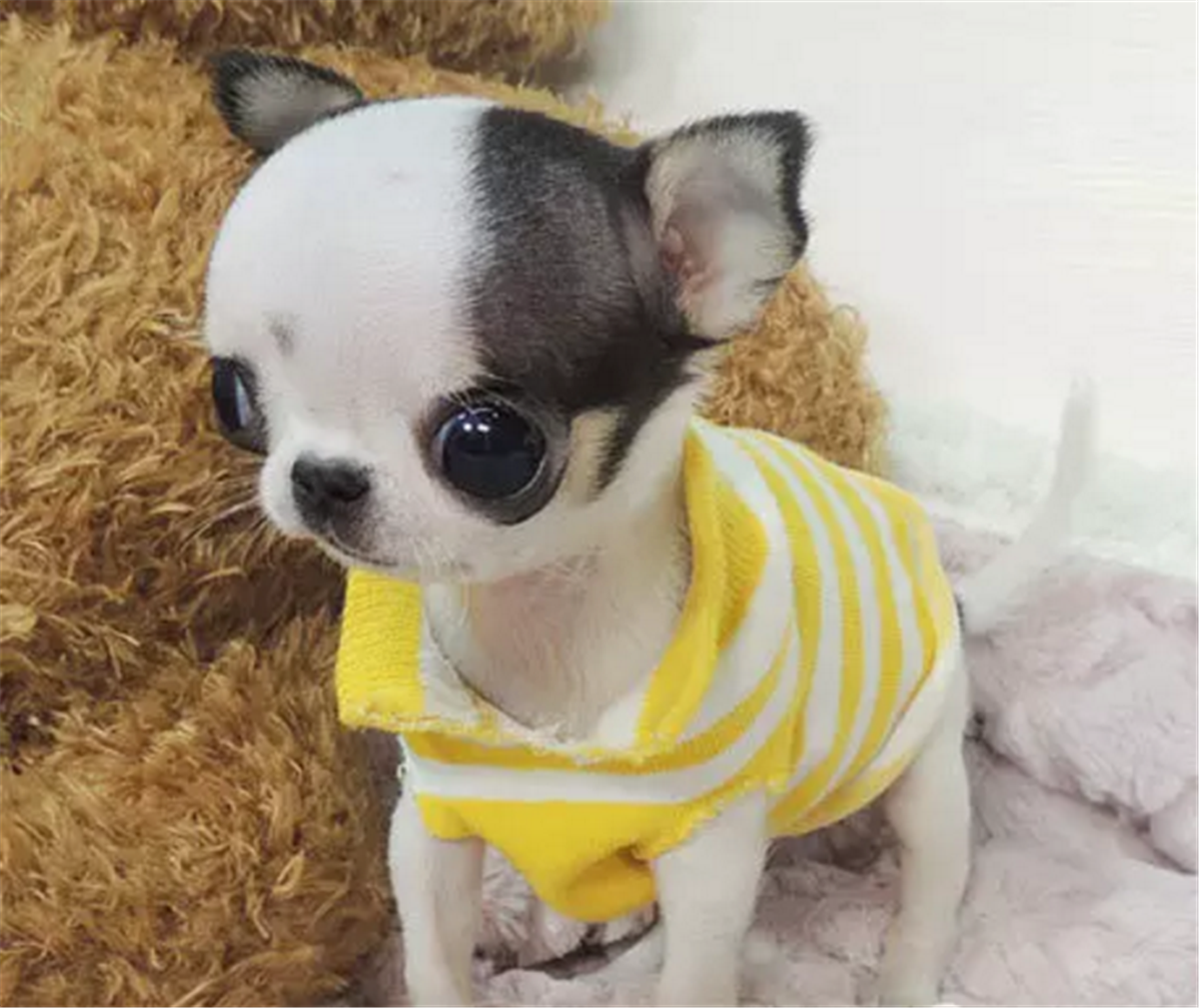 怎樣挑選吉娃娃幼犬(小型犬吉娃娃的品種及價(jià)格)