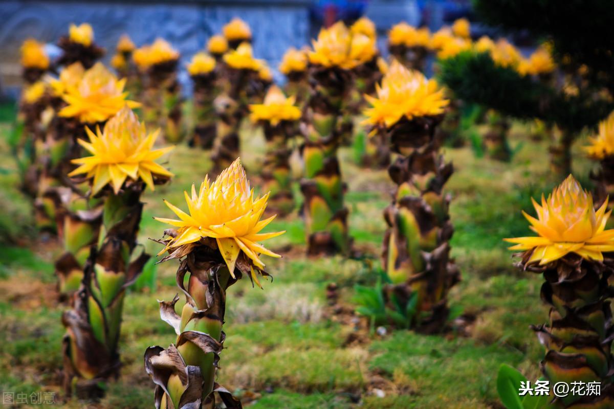 地涌金蓮開(kāi)花后怎么處理，爛莖了怎么辦，地涌金蓮花后怎么處理?