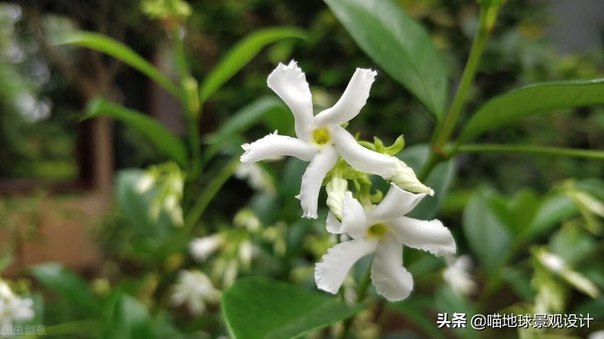 長(cháng)春蔓開(kāi)花嗎，長(cháng)春蔓和常春藤一樣嗎?