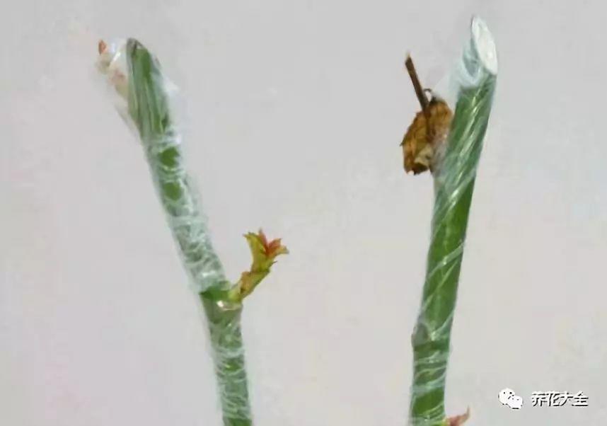 茶梅怎么扦插，茶梅扦插生根最快方法?