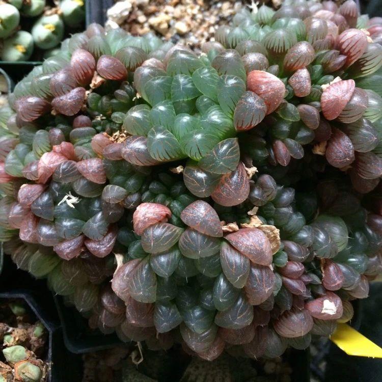 草玉露怎么澆水，這樣澆葉子更透亮了!，玉露干癟不服盆?