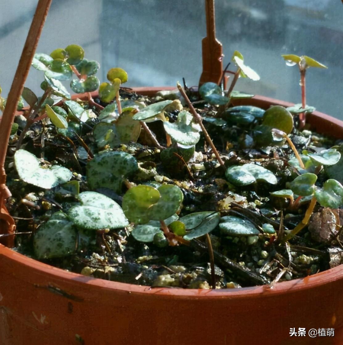 愛(ài)之蔓怎么繁殖，愛(ài)之蔓怎么爆盆?