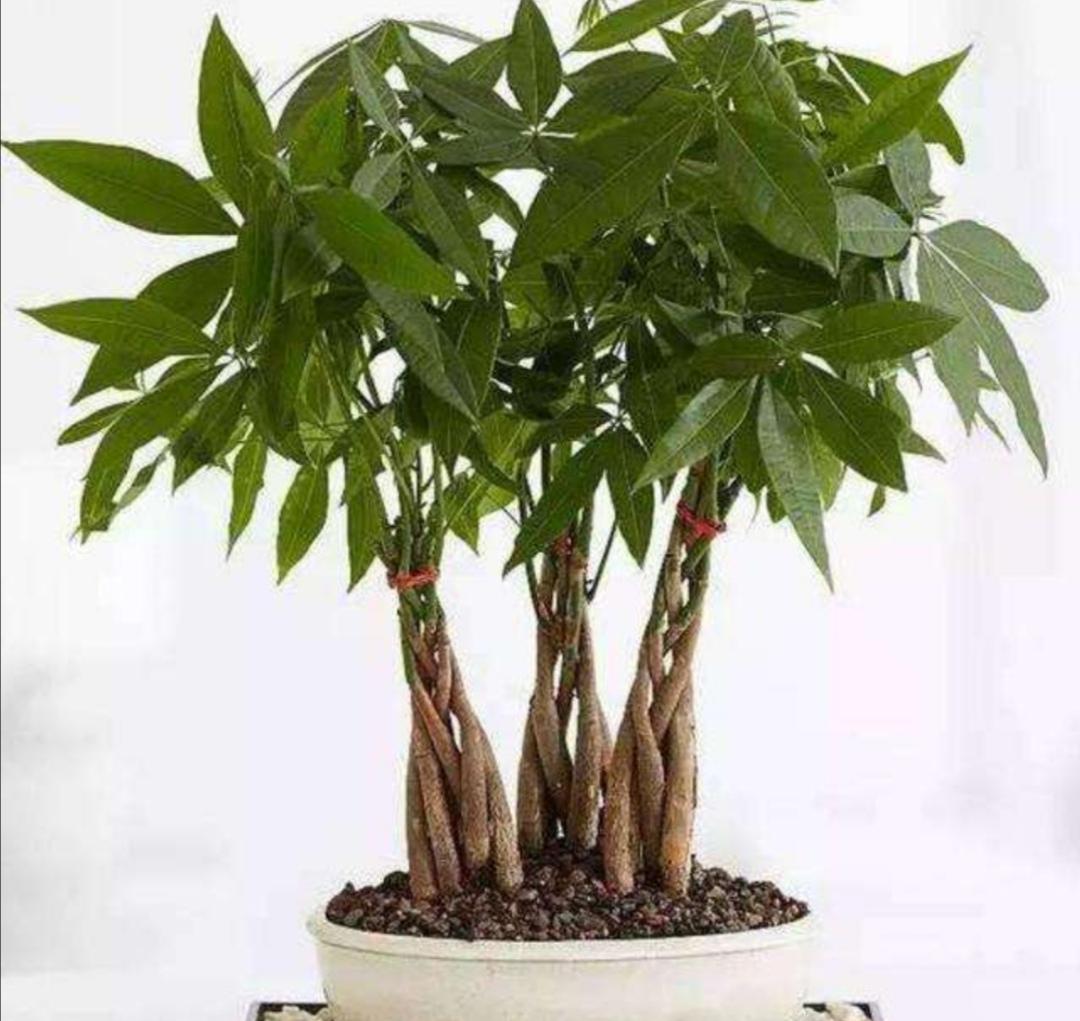 發(fā)財樹(shù)怎么過(guò)冬，葉子發(fā)黃是怎么回事，發(fā)財樹(shù)葉子發(fā)黃怎么救?