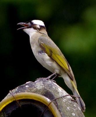 白頭翁的繁殖方法，白頭翁怎么分公母?