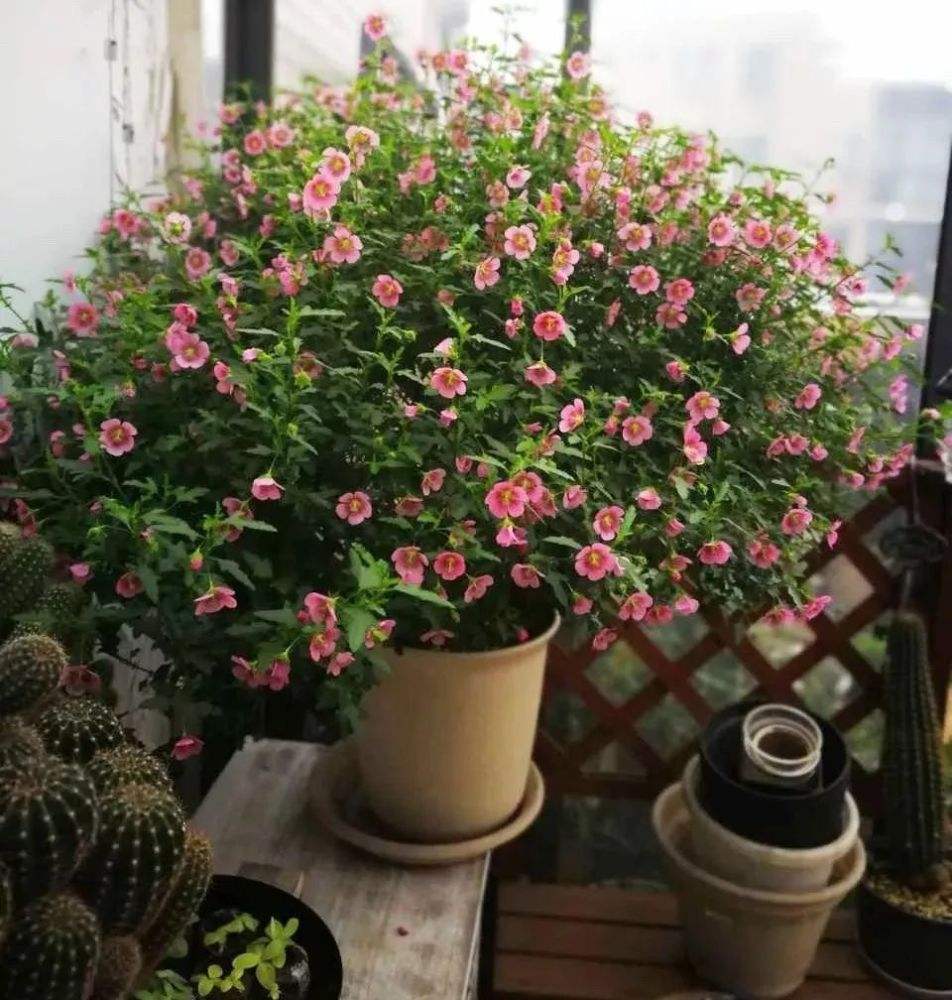 百萬(wàn)小鈴什么時(shí)候開(kāi)花，小木槿要多大花盆栽?