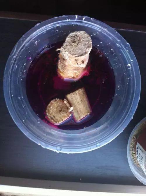 家養發(fā)財樹(shù)怎樣過(guò)冬，能用硫酸亞鐵水澆嗎，招財樹(shù)冬天怎么養?