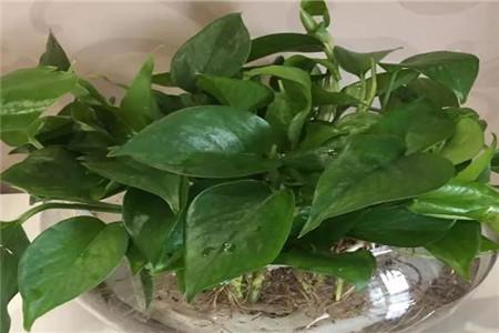 水培牡丹吊蘭的養殖方法和注意事項，水培會(huì )不會(huì )開(kāi)花，水培綠蘿放啥長(cháng)得快?