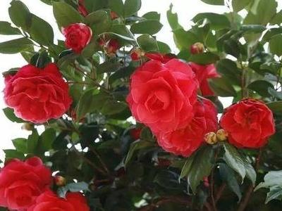 茶花播種到開(kāi)花的時(shí)間，茶花播種時(shí)間，茶花為什么花苞不開(kāi)花?