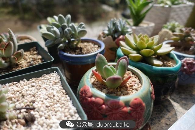 多肉白鳥(niǎo)怎么施肥，白鳥(niǎo)多肉爆盆?