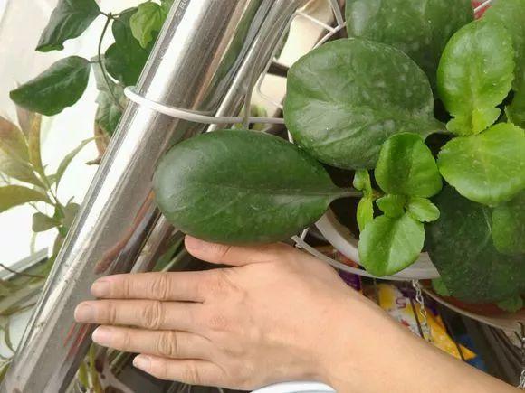 長(cháng)壽花施肥方法，用什么肥好，長(cháng)壽花用什么肥好什么時(shí)候施肥合適?