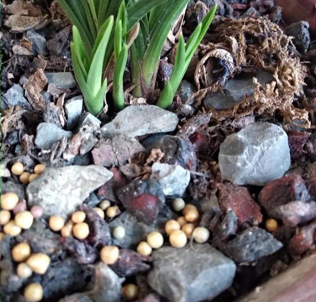 春蘭怎么施肥，春蘭施什么肥比較好?