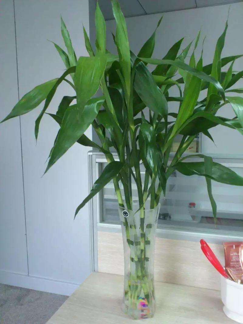 水養富貴竹怎么過(guò)冬天，富貴竹過(guò)冬干枯怎么救，如何水養富貴竹?