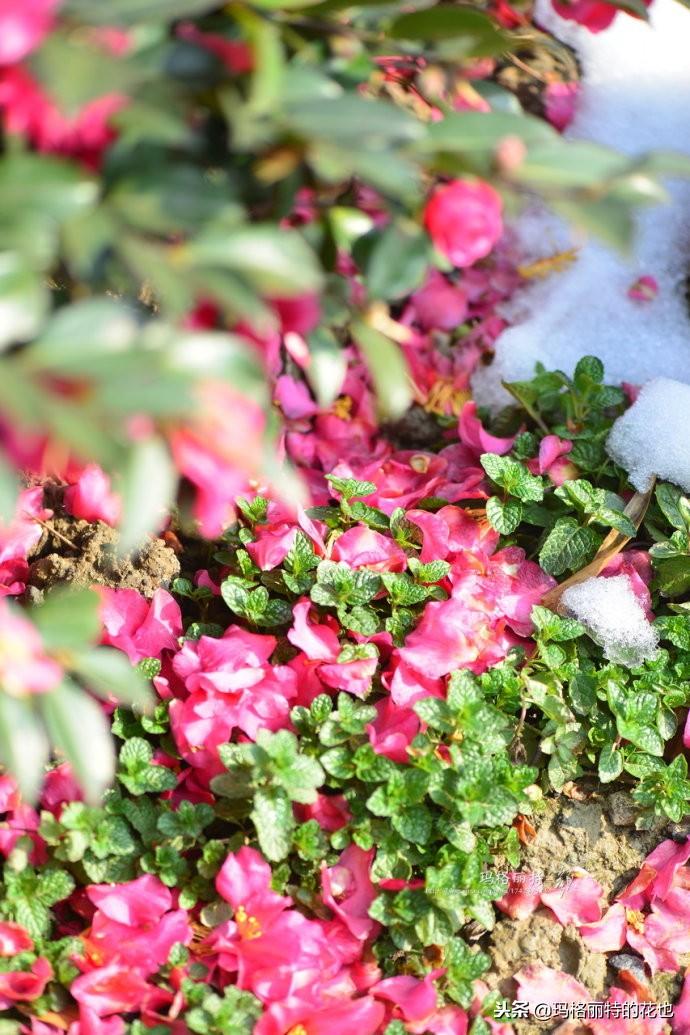 如何使茶梅在圣誕開(kāi)花，茶梅開(kāi)白花怎么辦?