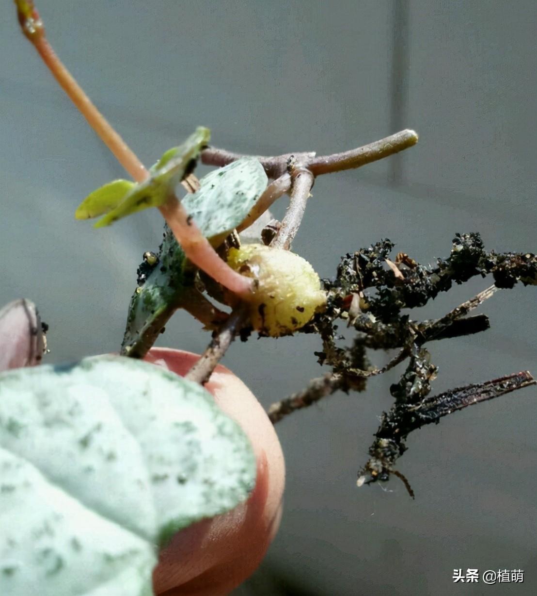 愛(ài)之蔓怎么繁殖，愛(ài)之蔓怎么爆盆?