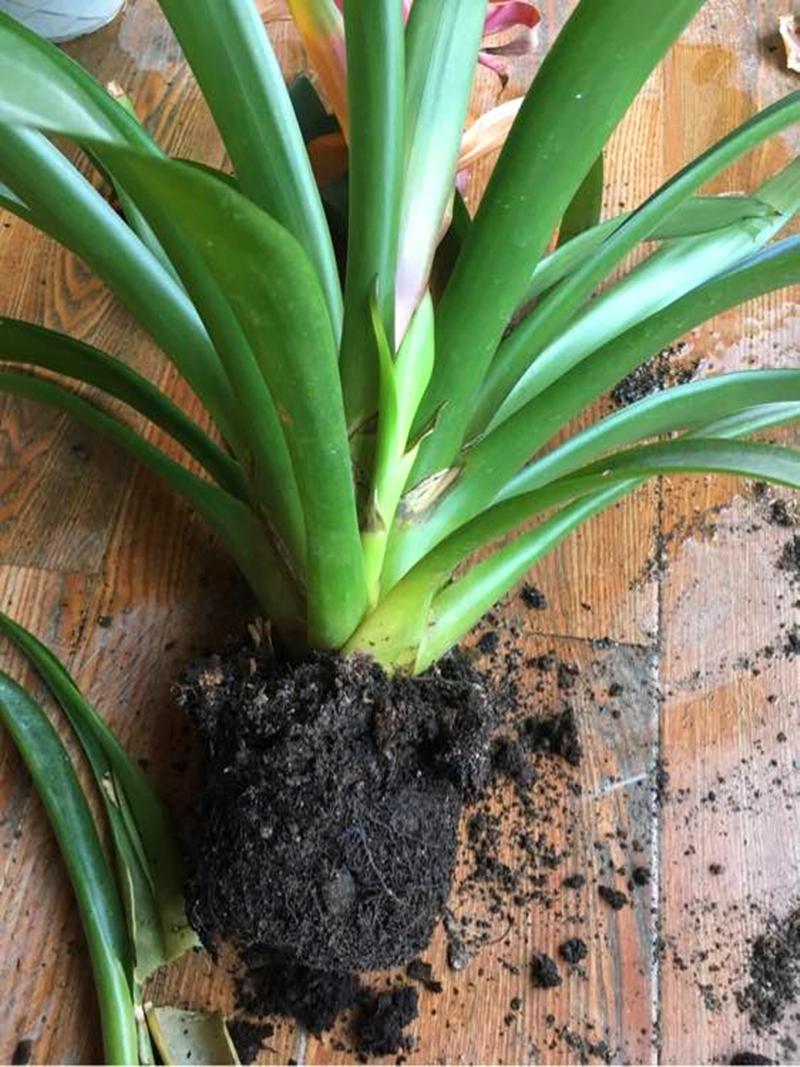 鴻運當頭怎么修剪，鴻運當頭用什么肥料最好?