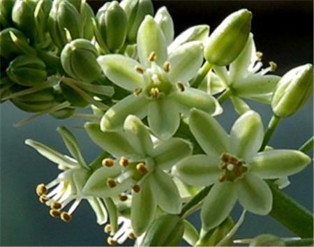 虎眼萬(wàn)年青怎么澆水，虎眼萬(wàn)年青的球爛了?