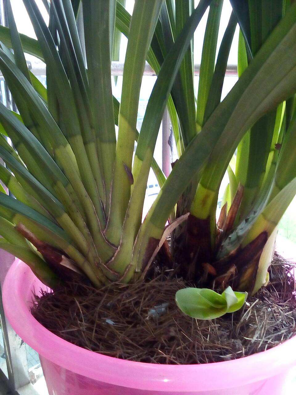 大花蕙蘭如何換盆，怎么分株，大花蕙蘭幾月份換盆?