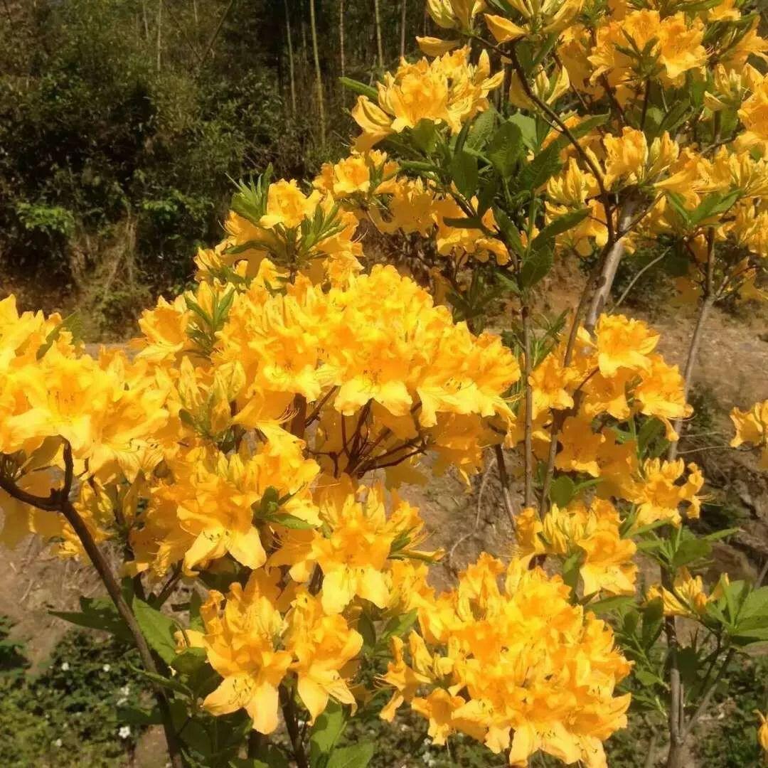 怎么讓杜鵑花開(kāi)花，開(kāi)花前用什么肥，什么肥能讓花卉快速生長(cháng)?