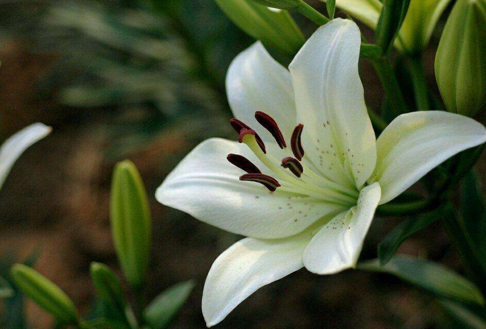 百合徒長(cháng)不開(kāi)花的原因，怎么催花，百合打頂圖解?