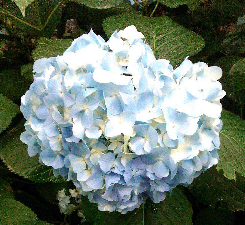 八仙花怎么不開(kāi)花，八仙花圖片?