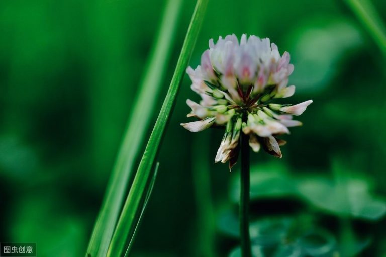 白車(chē)軸草怎么過(guò)冬，白車(chē)軸草圖片?