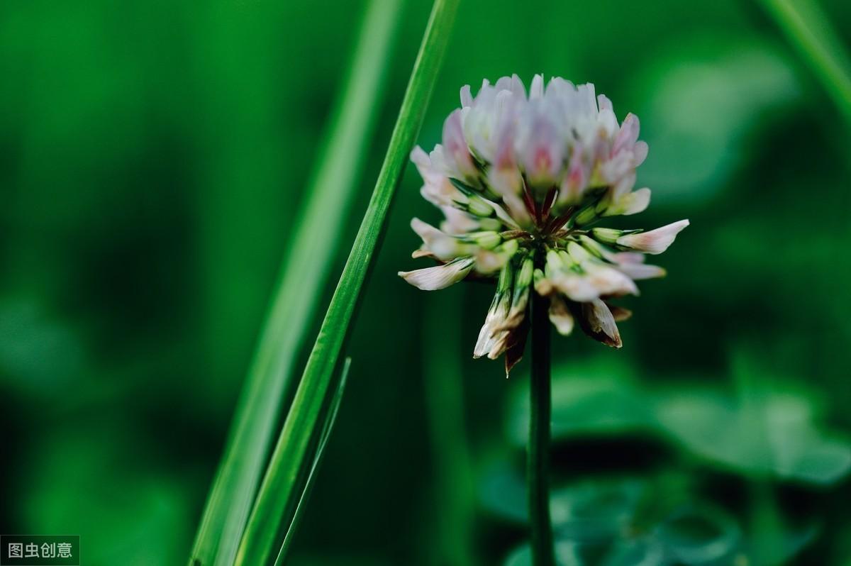 白車(chē)軸草怎么過(guò)冬，白車(chē)軸草圖片?