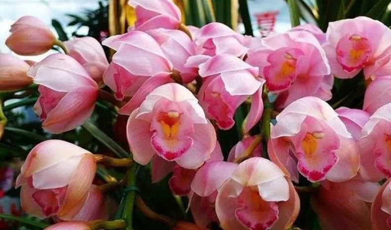 大花蕙蘭花期怎樣澆水，大花蕙蘭怎么澆水合適?