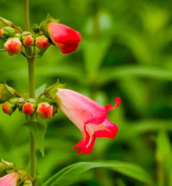 釣鐘柳的繁殖方法詳解，釣鐘柳圖片?