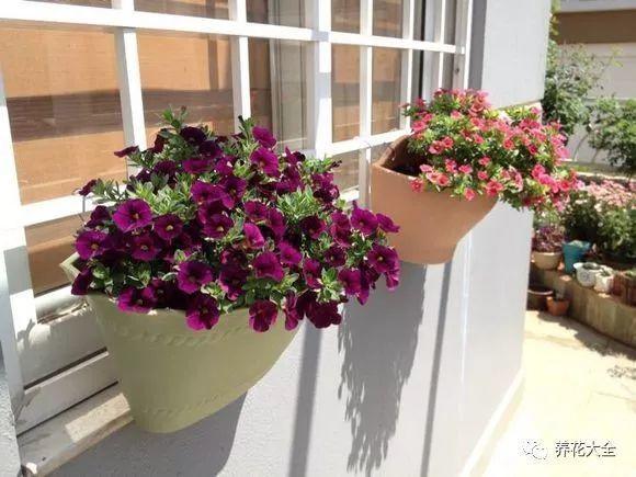 百萬(wàn)小鈴的繁殖方法，什么時(shí)候扦插，金魚(yú)吊蘭的扦插方法和注意事項?