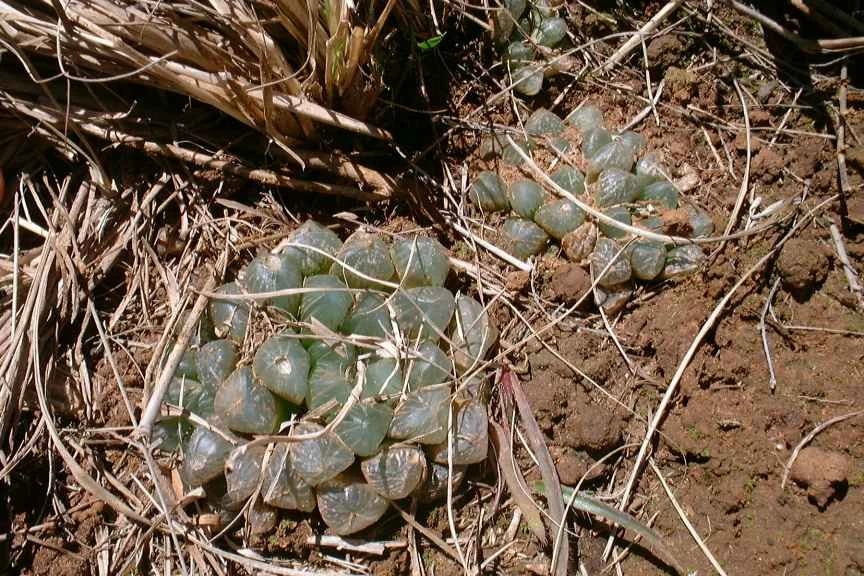 草玉露怎么澆水，這樣澆葉子更透亮了!，玉露干癟不服盆?