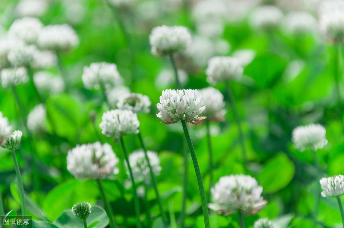 白車(chē)軸草怎么過(guò)冬，白車(chē)軸草圖片?