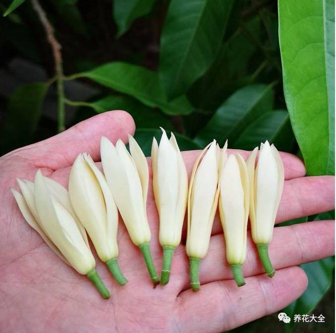 白蘭花什么時(shí)候開(kāi)花，地栽白蘭花過(guò)冬?