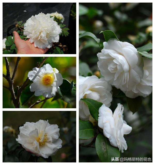 如何使茶梅在圣誕開(kāi)花，茶梅開(kāi)白花怎么辦?