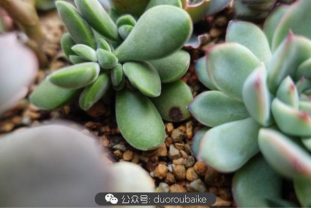 多肉白鳥(niǎo)怎么施肥，白鳥(niǎo)多肉爆盆?