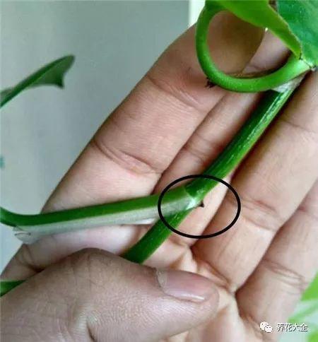 茶梅怎么扦插，茶梅扦插生根最快方法?